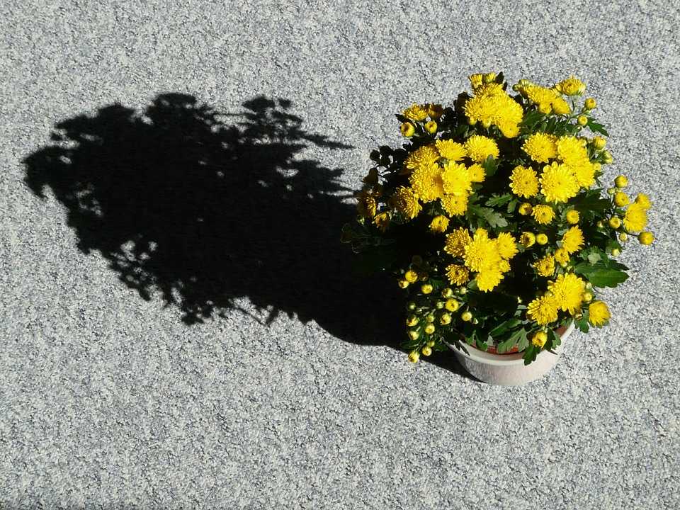 Хризантема - фото, посадка и уход, сорта, как пересадить, выращивание из семян и черенкование