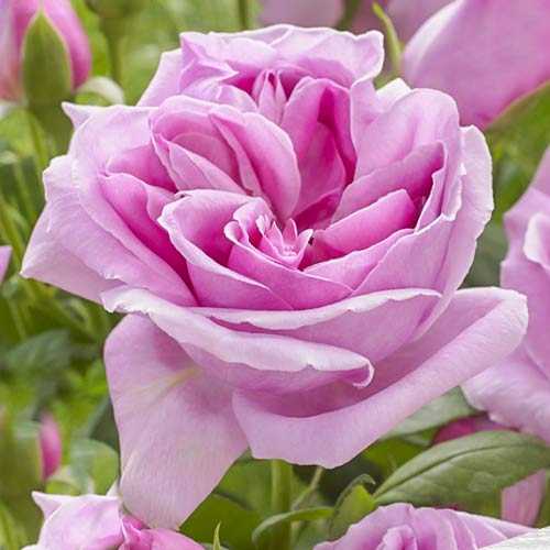 Розы чайно-гибридные сорта и фото. описание сорта розы «черная королева» (плетистая) с отзывами, фото роза сорт «казахстанская юбилейная»