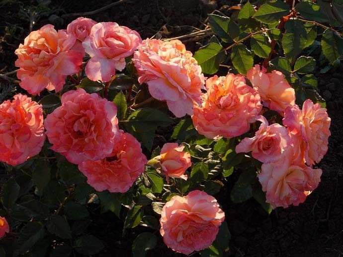 Роза «августа луиза»: описание цветка, посадка и уход, фото