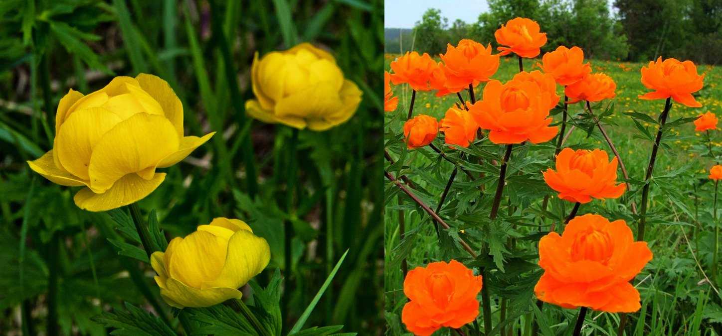 Купальница: особенности выращивания цветка в открытом грунте, рекомендации по посадке и уходу