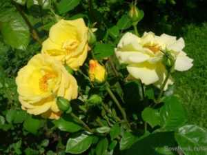 Полиантовые розы (41 фото): особенности и описание сортов. как вырастить розы из семян в домашних условиях? тонкости посадки и ухода