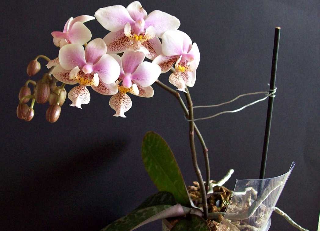 Орхидея фаленопсис: уход в домашних условиях, пересадка и размножение | polysad
