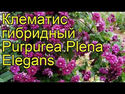 Клематис пурпуреа плена элеганс: описание и уход, отзывы и фото