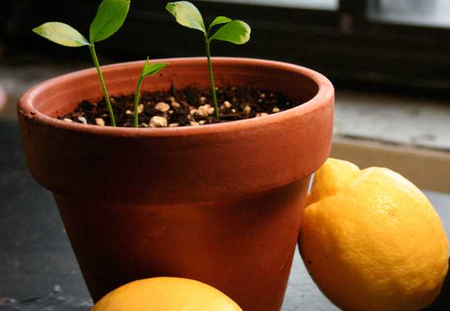 Секреты ухода за домашним лимоном зимой