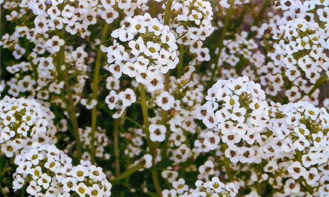 Алиссум (лобулярия) – очарование сада - дачный цветник