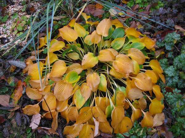 Подготовка хосты к зиме: уход осенью, время обрезки листьев и нужно ли, чем подкормить