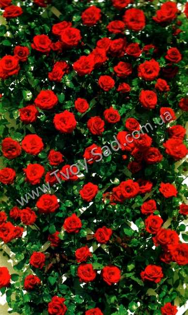 Особенности плетистой розы эксцельза и её версии супер: что это за сорт рамблера
