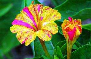 Мирабилис фото цветов, размножение, выращивание, посадка и уход за мирабилисом