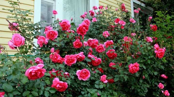Выращивание чайно-гибридного сорта розы аскот: особенности формы цветков, уход