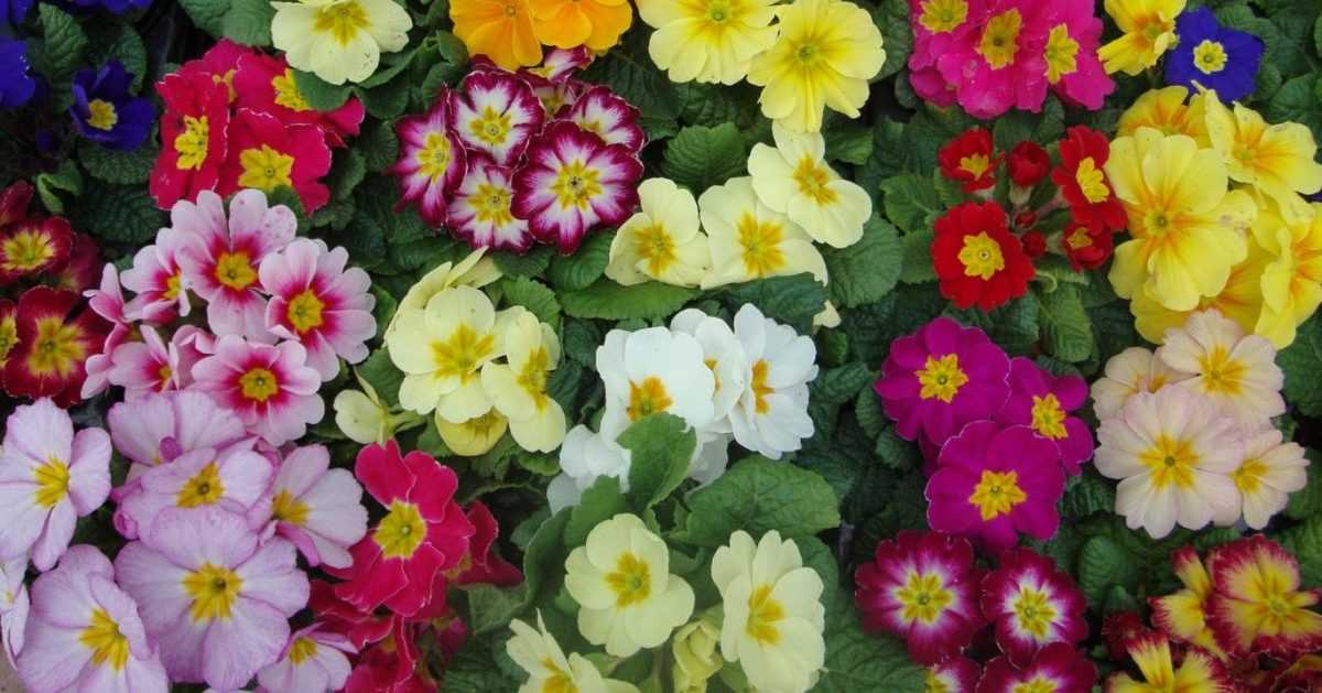 Садовая культура с разнообразием красивых цветов примула многолетняя: посадка и уход, фото и нюансы выращивания неприхотливого растения