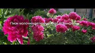 Описание травянистого сорта молочноцветкового (lactiflora) пиона карл розенфельд