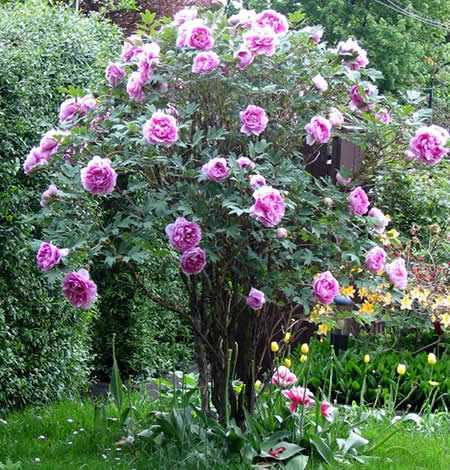 Цветы розы – правила полива, подкормки и обрезки, другие особенности ухода, нюансы пересадки и размножения
