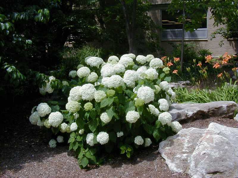 Как посадить гортензию в открытый грунт для пышного цветения в саду
