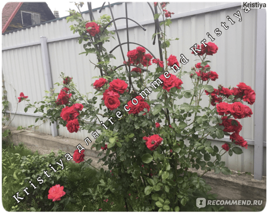 Плетистая роза симпатия: особенности выращивания - цветы | описание, советы, отзывы, фото и видео