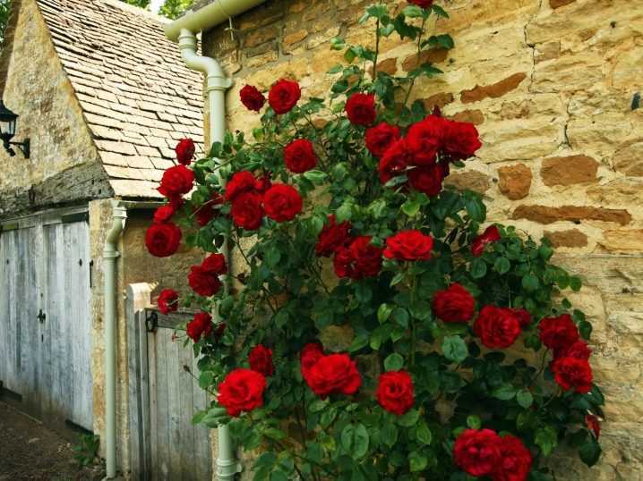 Как укрыть розы на зиму? подготовка роз к зиме, уход за ними осенью. как правильно укрывать розы и при какой температуре это делать?