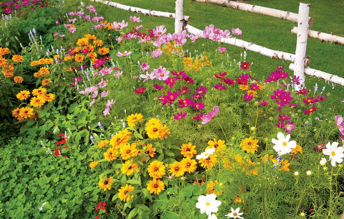 Цветы для клумбы (144 фото): названия популярных осенних растений, цветники с лаватерой, розой и декоративной травой, какие виды растут в тени