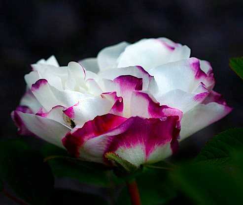 Сорт плетистой розы компешн от британской harkness: как выращивать компассион