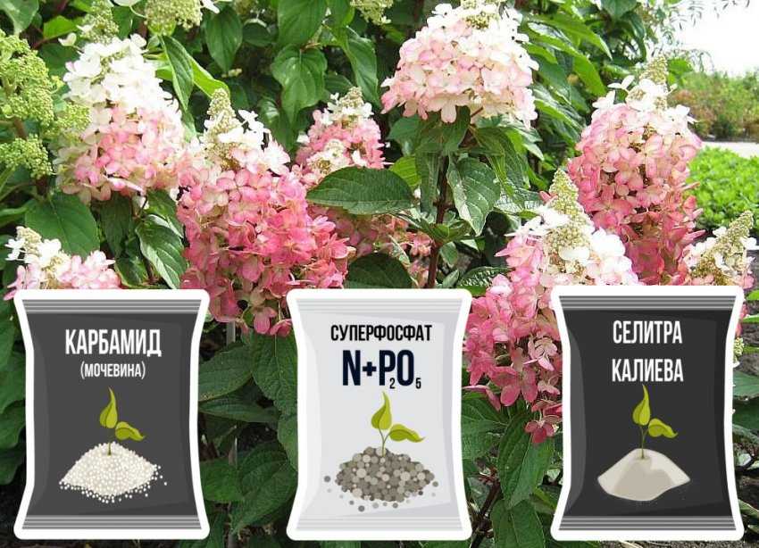 Гортензия канделайт — описание и выращивание сорта в открытом грунте