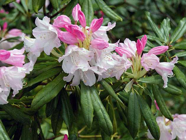 Розовое дерево - рододендрон: правила выращивания