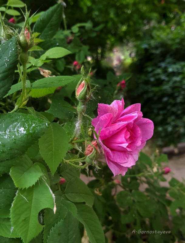 Шиповник. "ягоды" розы - красиво и полезно - сад