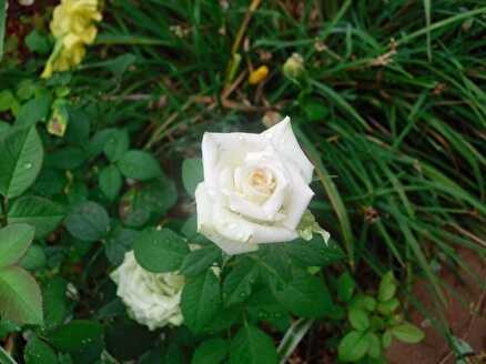 Миниатюрные розы: описание сортов и правильная обрезка