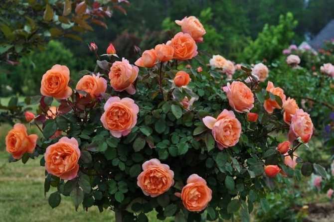 Красивые кустовые пионовидные розы: сорта и цвета