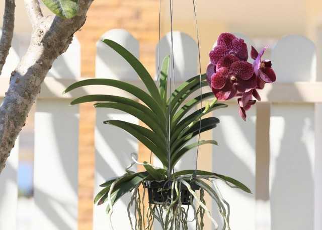 Орхидея ванда: описание, уход, пересадка, размножение в домашних условиях