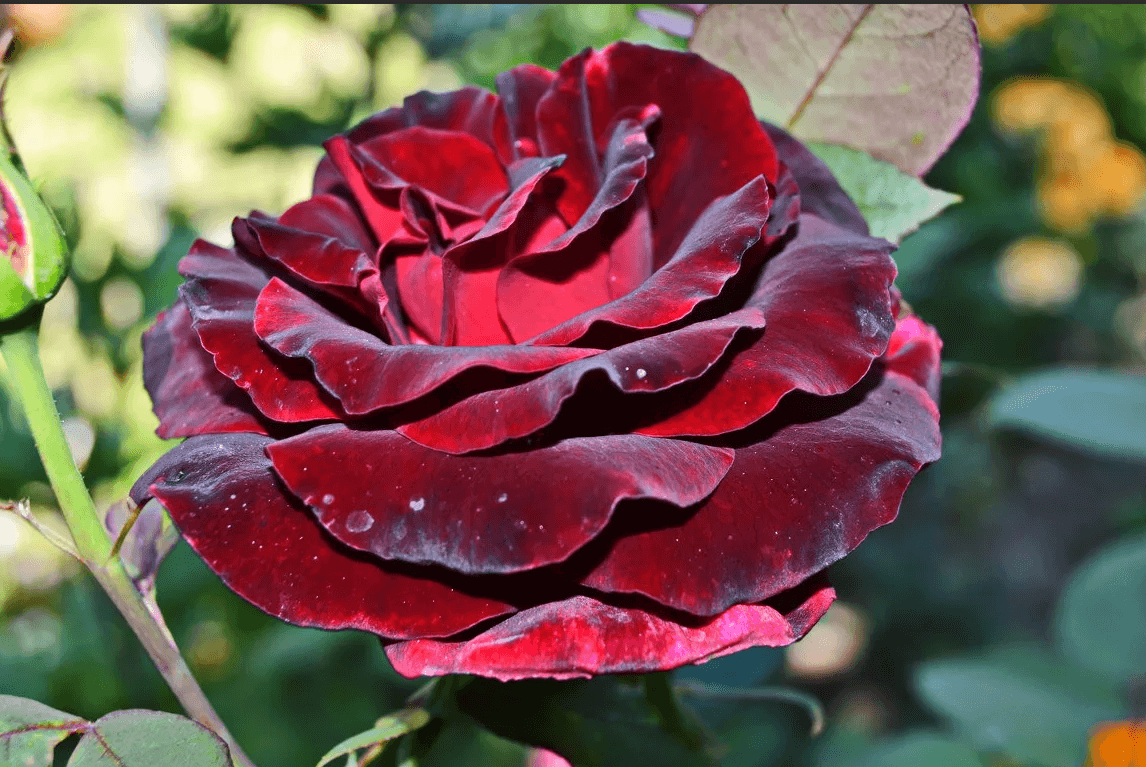 Роза черная магия: характеристики сорта, правила выращивания