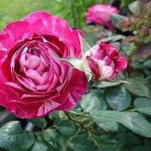 Плетистая роза эльф: описание, роль в ландшафтном дизайне, особенности посадки и ухода