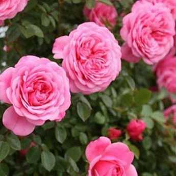 Плетистая роза «казино»: описание сорта, посадка и уход