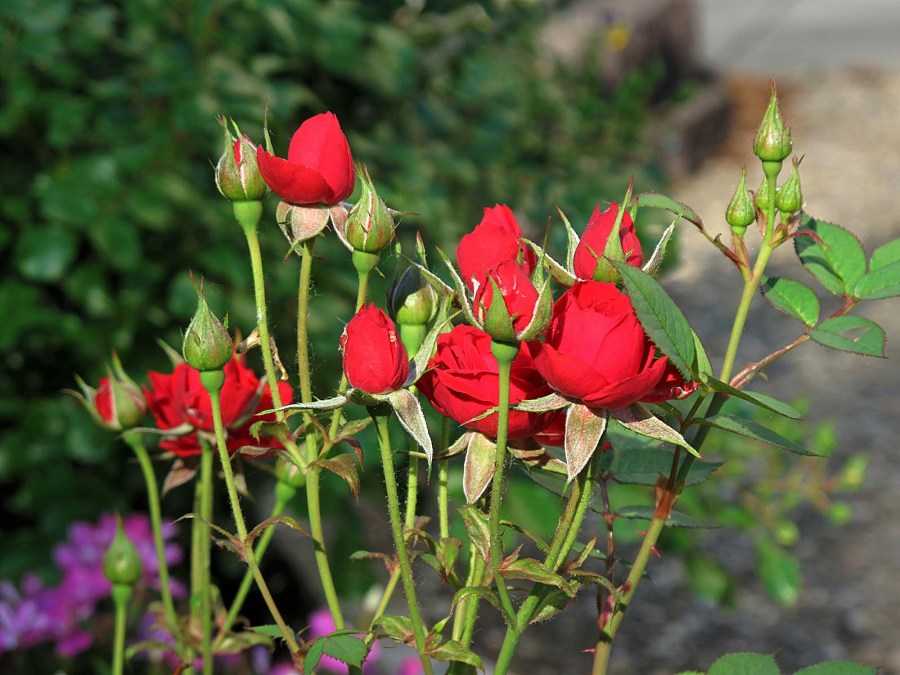 Садовые розы: фото и названия Обзор лучших видов и сортов для российских садов