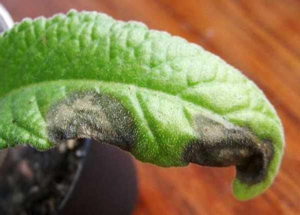 Стрептокарпус: уход в домашних условиях, выращивание из семян, фото