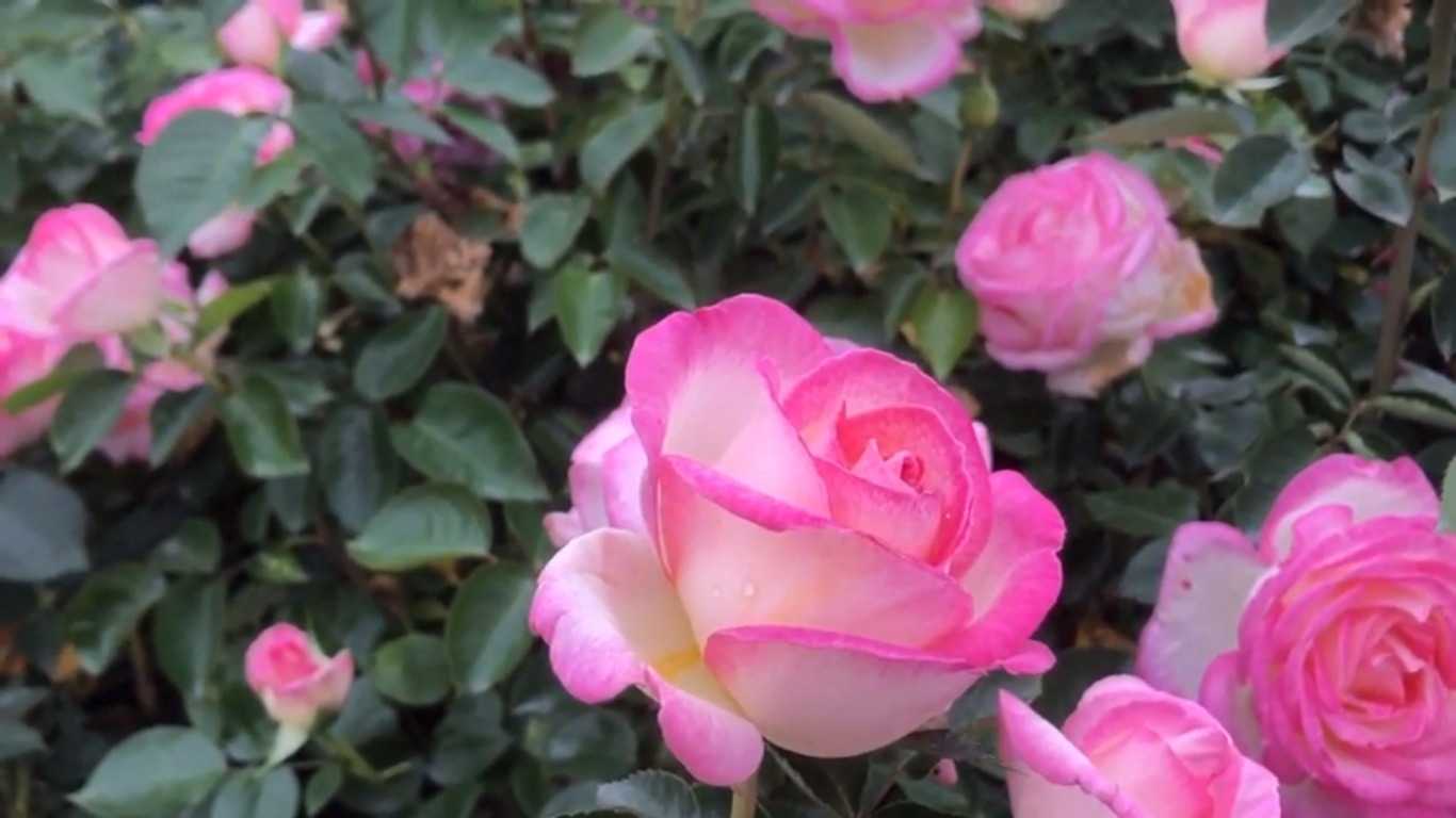 Роза принцесса маргарет фото и описание отзывы