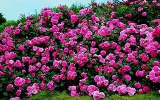 Почвопокровные розы, цветущие все лето: отзывы, описание  фото Общая информация о почвопокровных розах Обзор красных, белых, розовых сортов Розы с экзотической окраской
