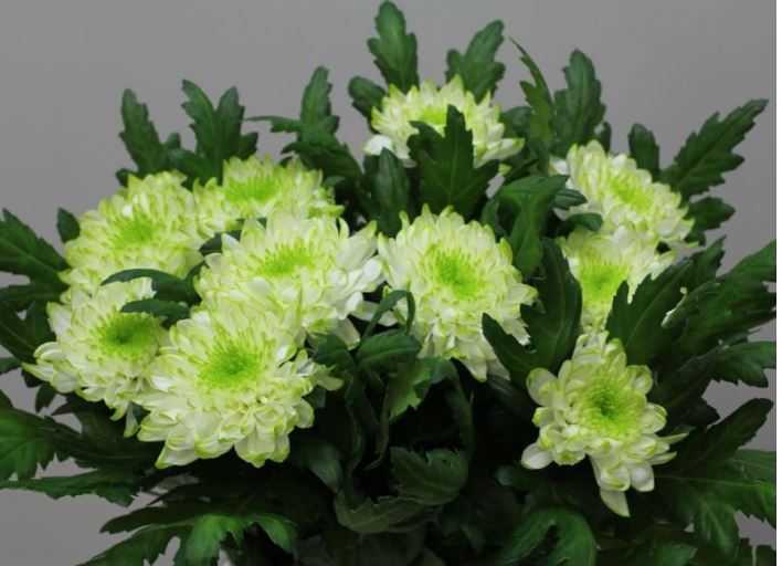 Хризантемы (chrysanthemum). описание, виды и уход за хризантемой | флористика на "добро есть!"