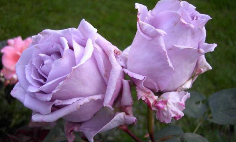 Роза абракадабра: описание, уход, болезни, вредители, размножение