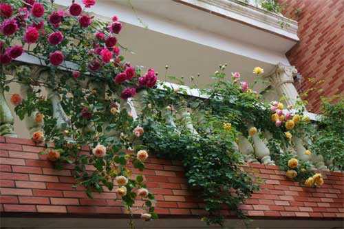 Гибискус роза: посадка и уход в домашних условиях