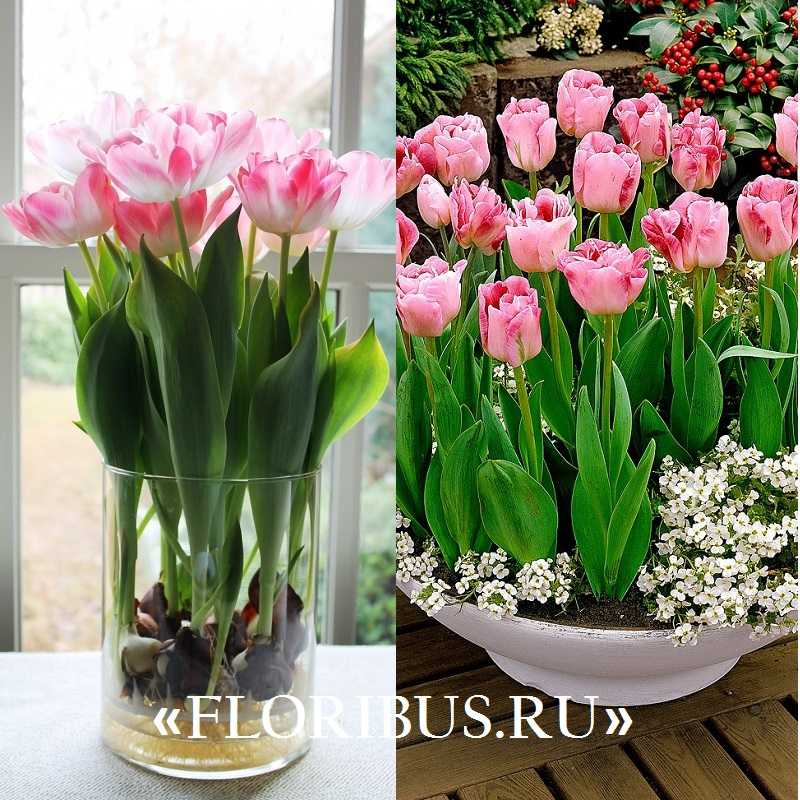 Тюльпаны на 8 марта (24 фото): как вырастить их в домашних условиях? выгонка и сроки посадки, выращивание в теплице и горшке для начинающих