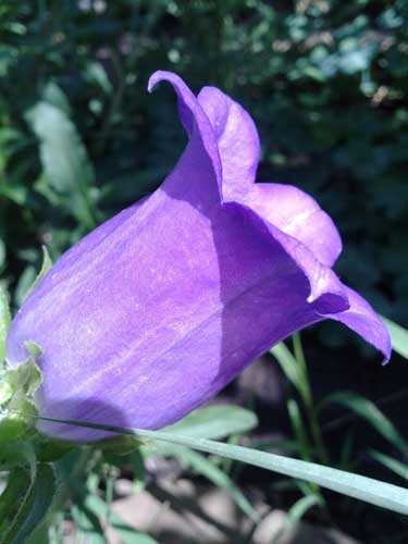 Цветок колокольчик: описание видов и рекомендации по выращиванию