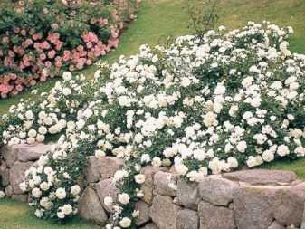 Полиантовые розы (41 фото): особенности и описание сортов. как вырастить розы из семян в домашних условиях? тонкости посадки и ухода