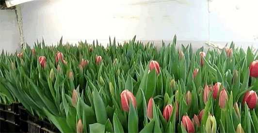 ✅ выращивание тюльпанов в теплице к 8 марта для начинающих: сроки посадки, особенности ухода