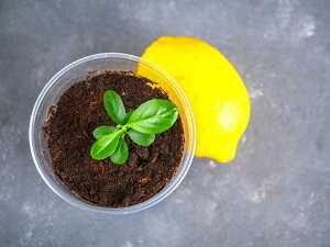 Как вырастить лимон дома на подоконнике