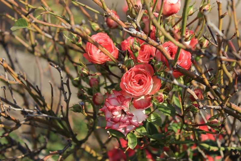 Укрытие роз на зиму, подготовка к зимовке и обрезка роз осенью