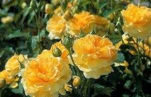 Розы остина — потрясающий каталог с фото замечательных сортов роз | садоводство24