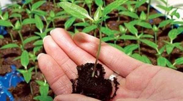 Кларкия изящная (clarkia unguiculata): как выглядит рассада и цветки растения