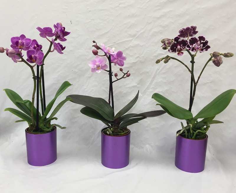Орхидеи ванда (vanda): виды сорта (синяя, голубая) и прочие, описание, картинки и отзывы о них, а также выращивание в стеклянной вазе