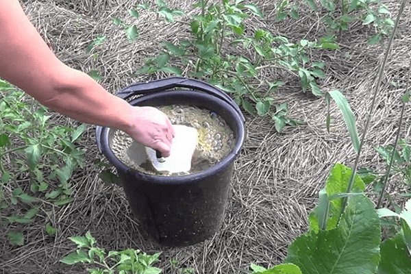 Как правильно сажать рододендрон: советы по уходу за растением в открытом грунте