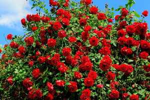 Кустовые розы - описание и названия сортов в фото, выращивание и уход в горшке и саду