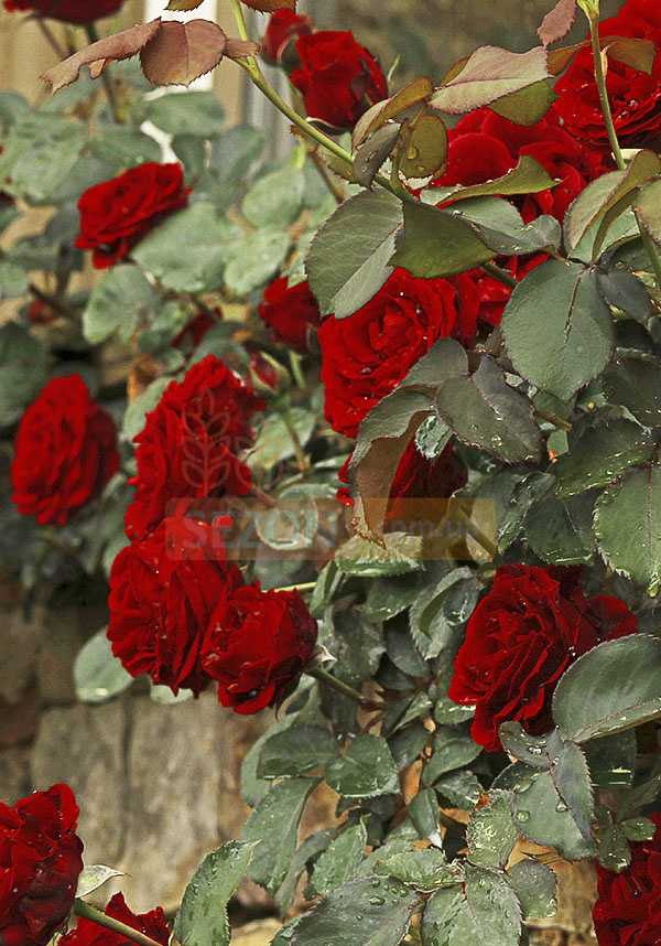 Роза эден роуз: фото и описание, отзывы, посадка и уход