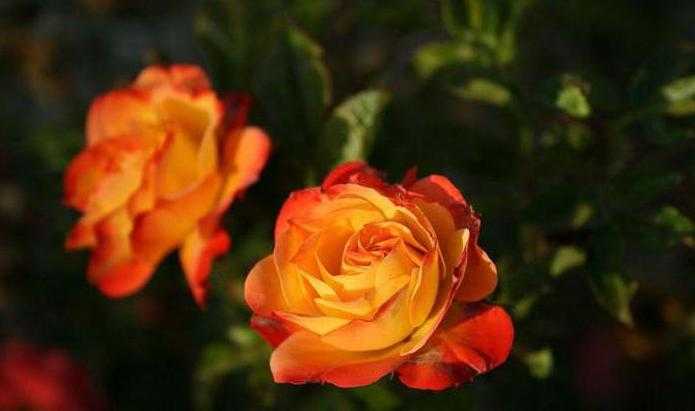 Роза флорибунда Циркус: характеристики сорта, плюсы и минусы Способы размножения, правила посадки и ухода Использование в дизайне сада